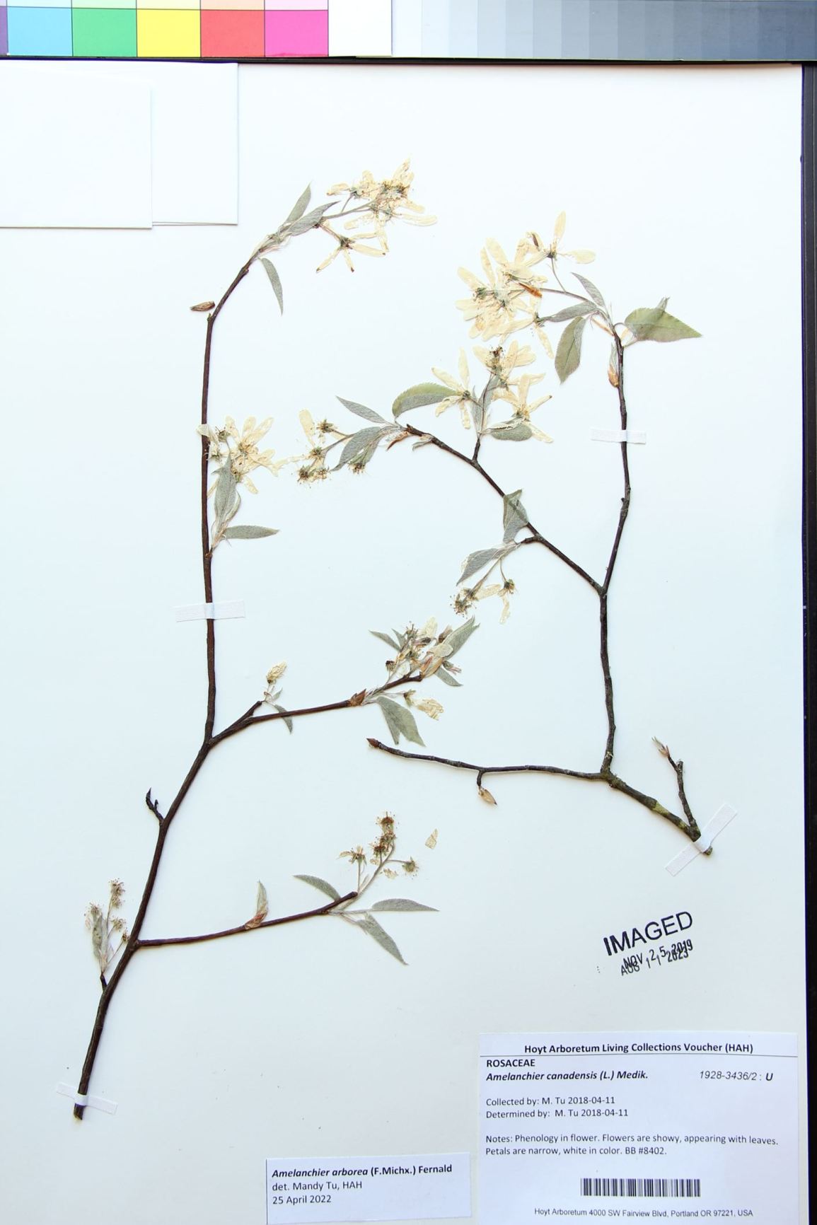Amelanchier arborea