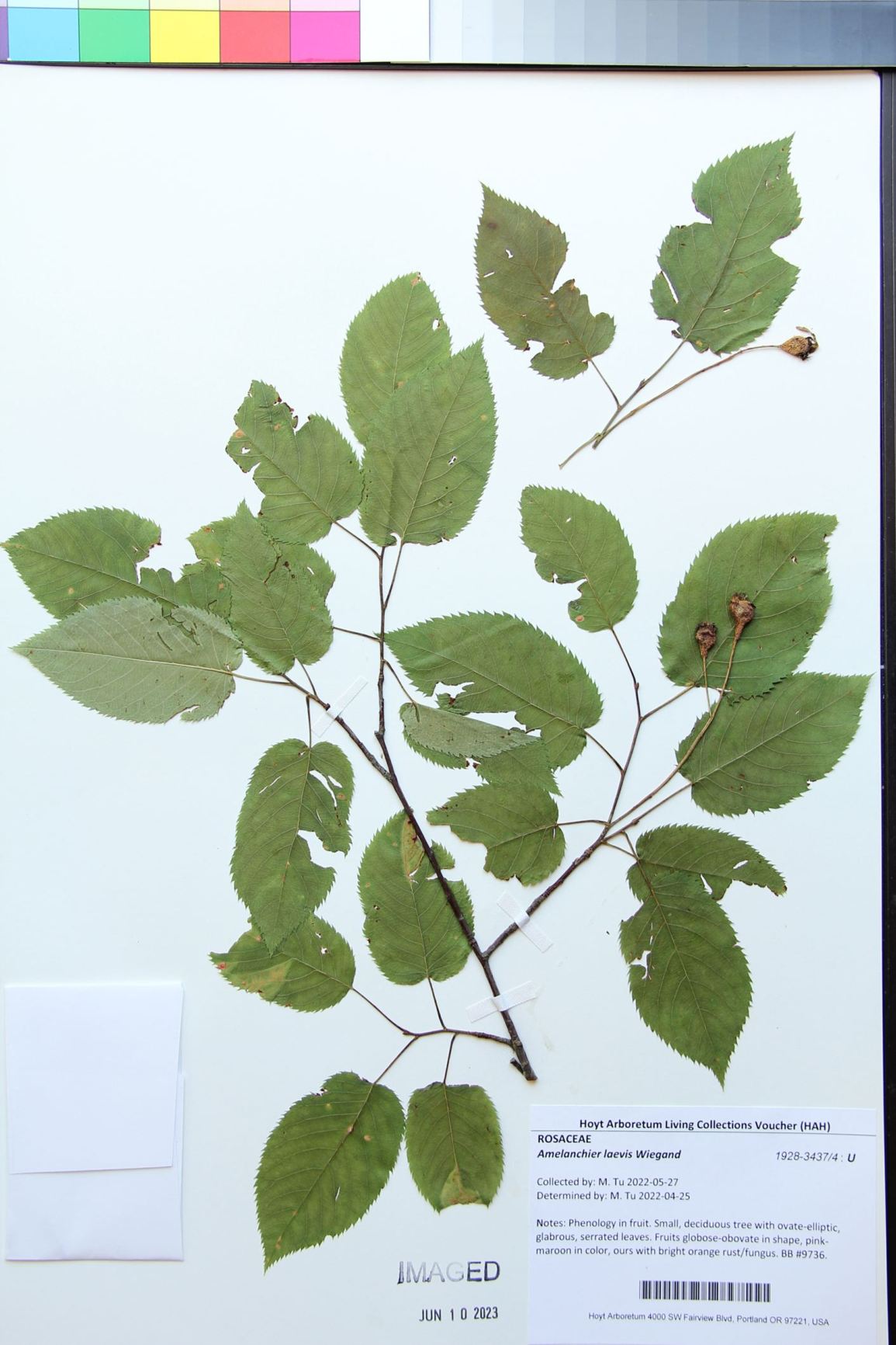 Amelanchier laevis