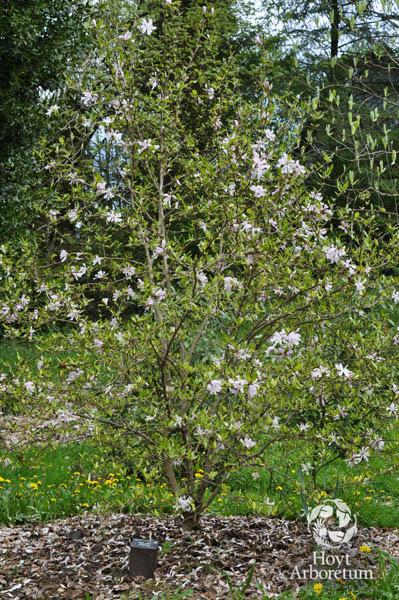 Magnolia × loebneri 'Leonard Messel' - Pink Loebner Magnolia