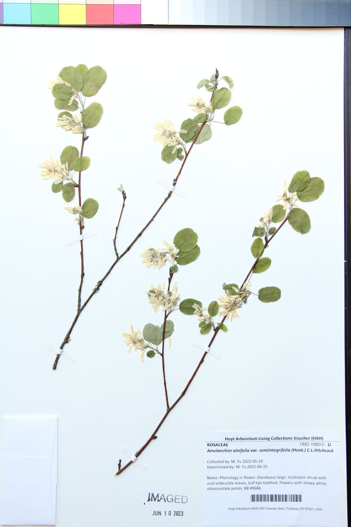Amelanchier alnifolia var. semiintegrifolia