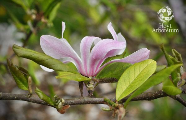 Magnolia × loebneri 'Leonard Messel' - Pink Loebner Magnolia