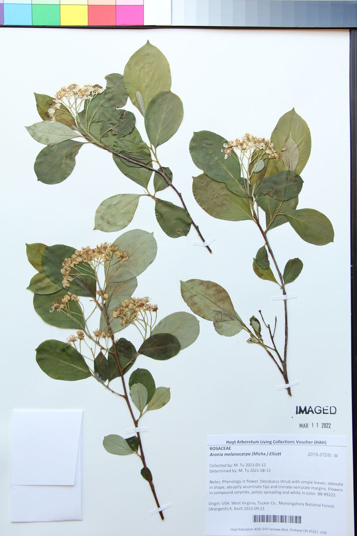 Aronia melanocarpa