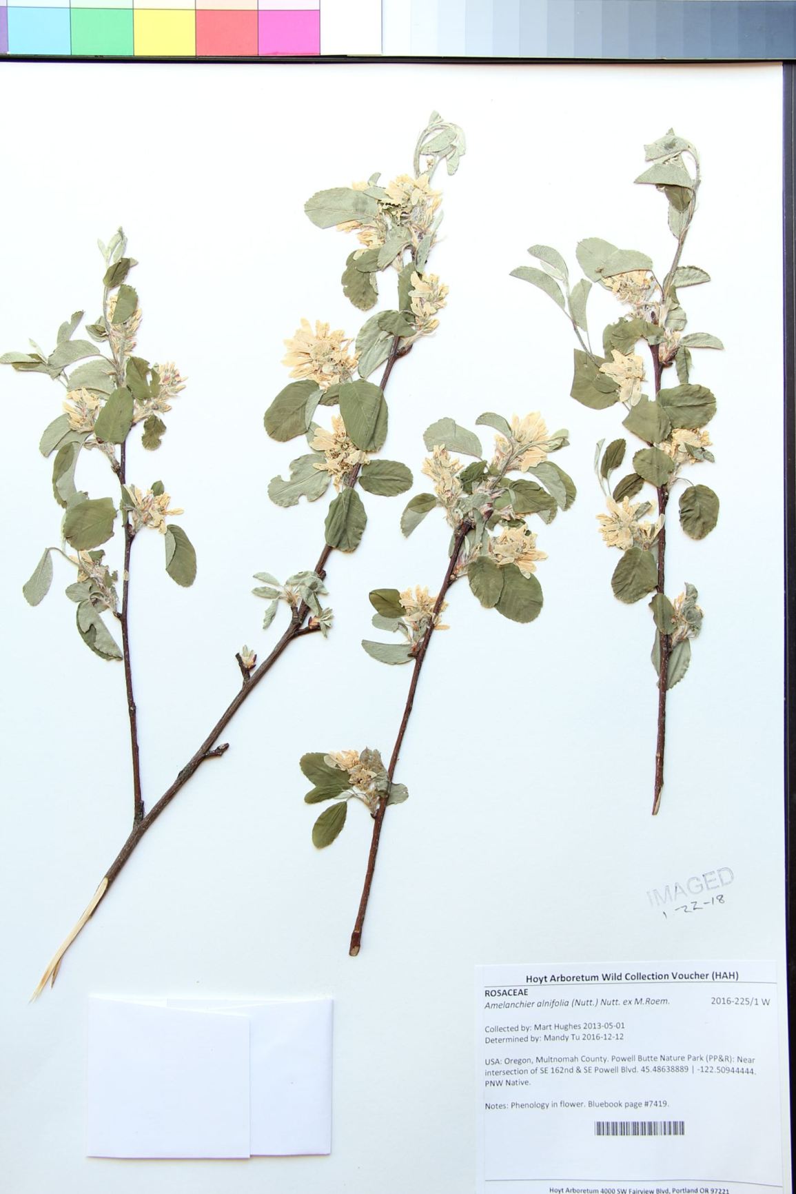 Amelanchier alnifolia
