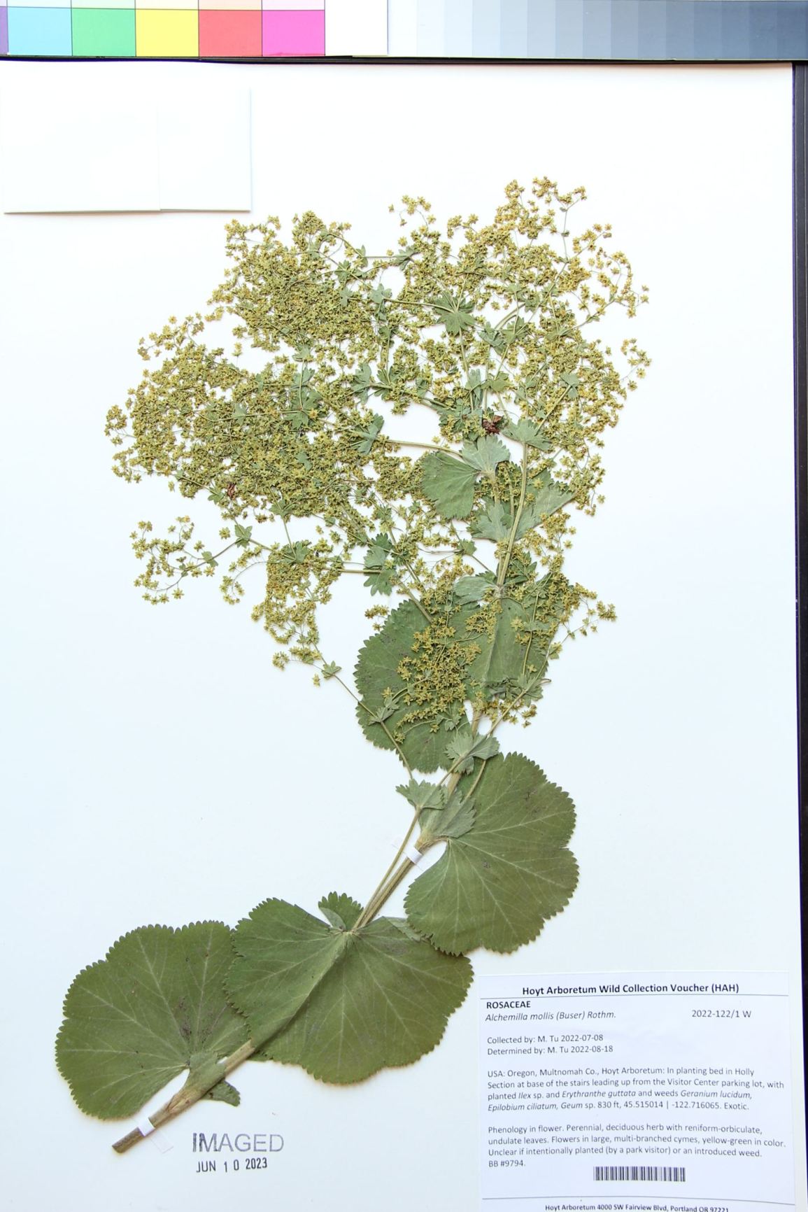 Alchemilla mollis