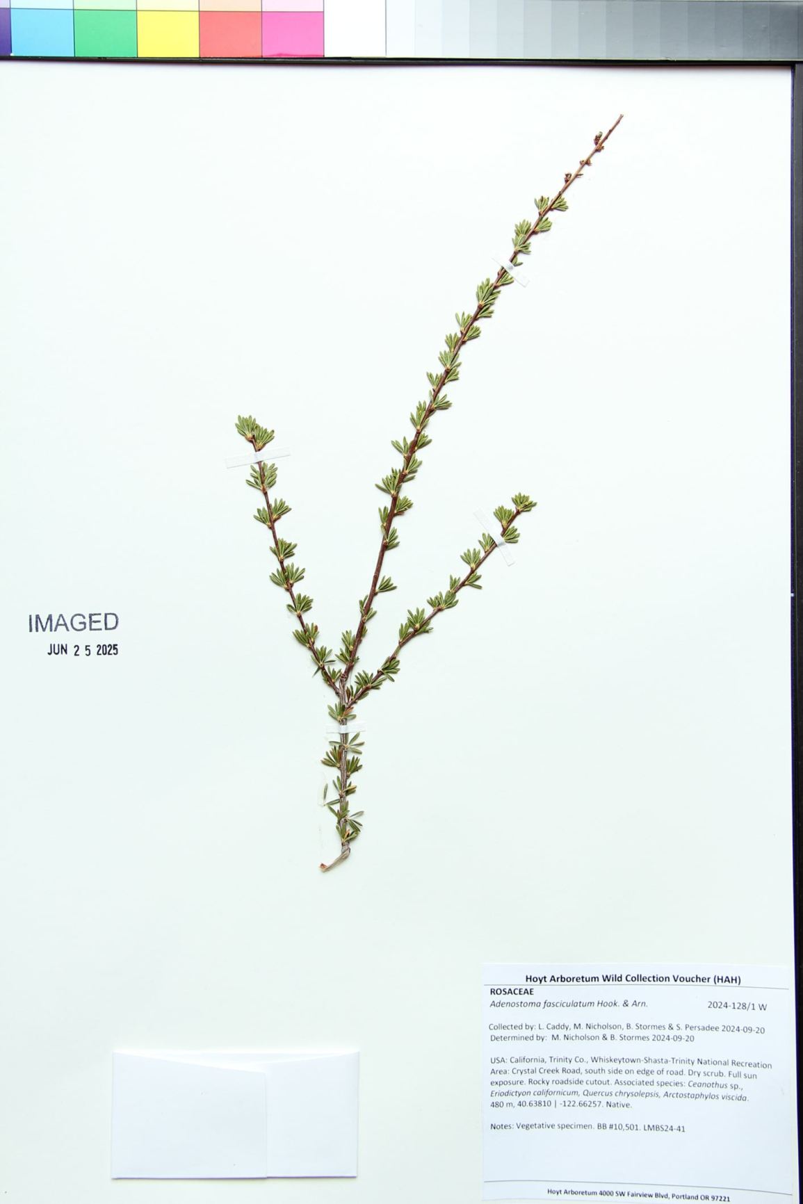 Adenostoma fasciculatum