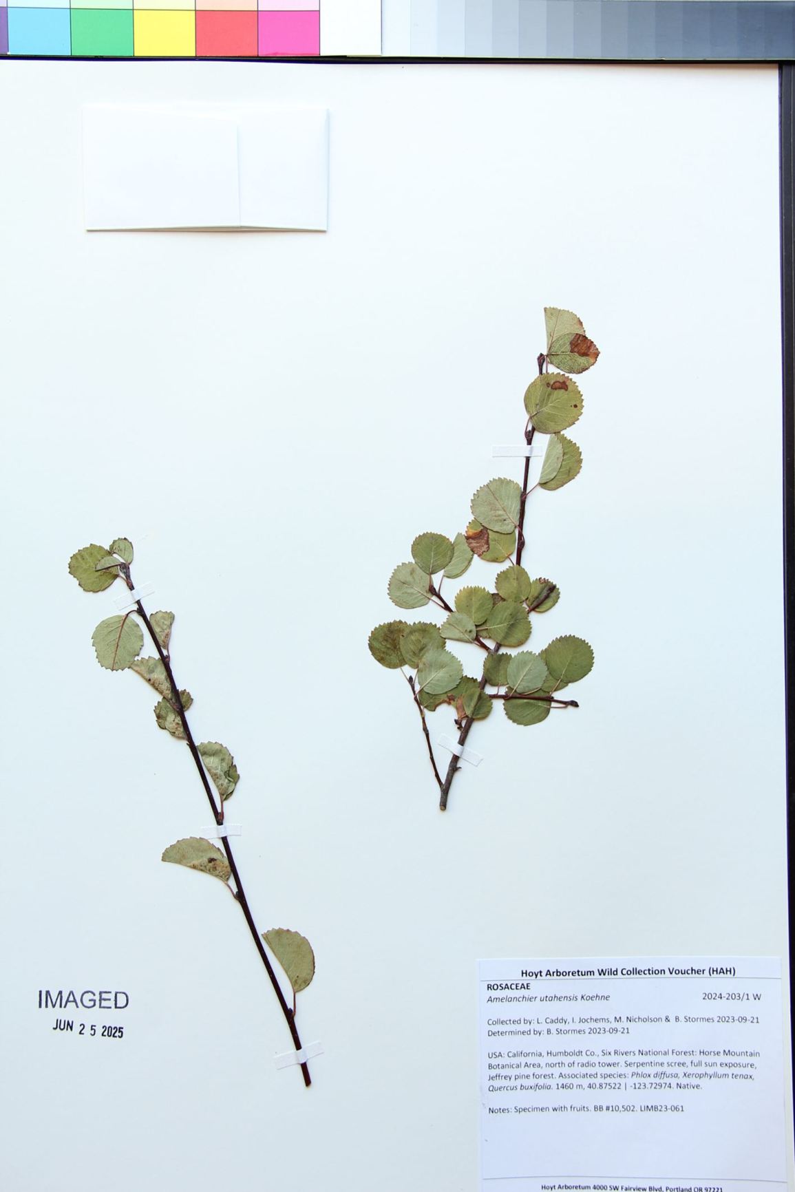 Amelanchier utahensis