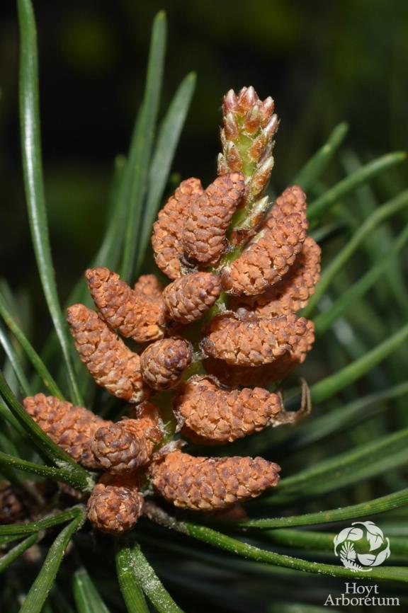 Pinus pinaster subsp. escarena