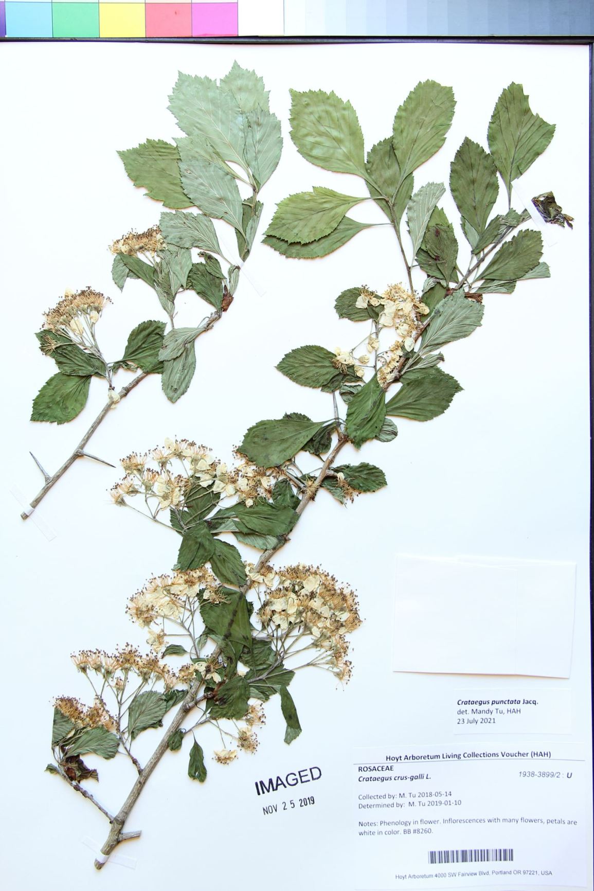 Crataegus punctata - dotted hawthorn, flat-topped hawthorn