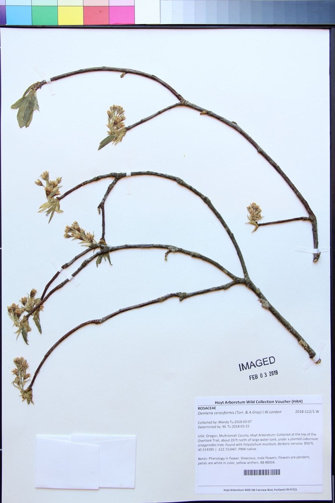 Oemleria cerasiformis - Indian plum, osoberry