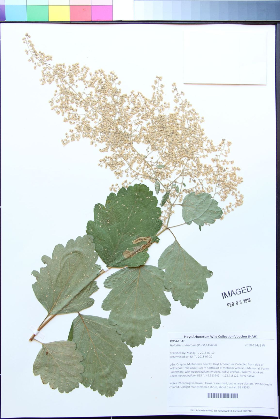 Holodiscus discolor - Ocean Spray, hillside oceanspray, creambush oceanspray, creambush