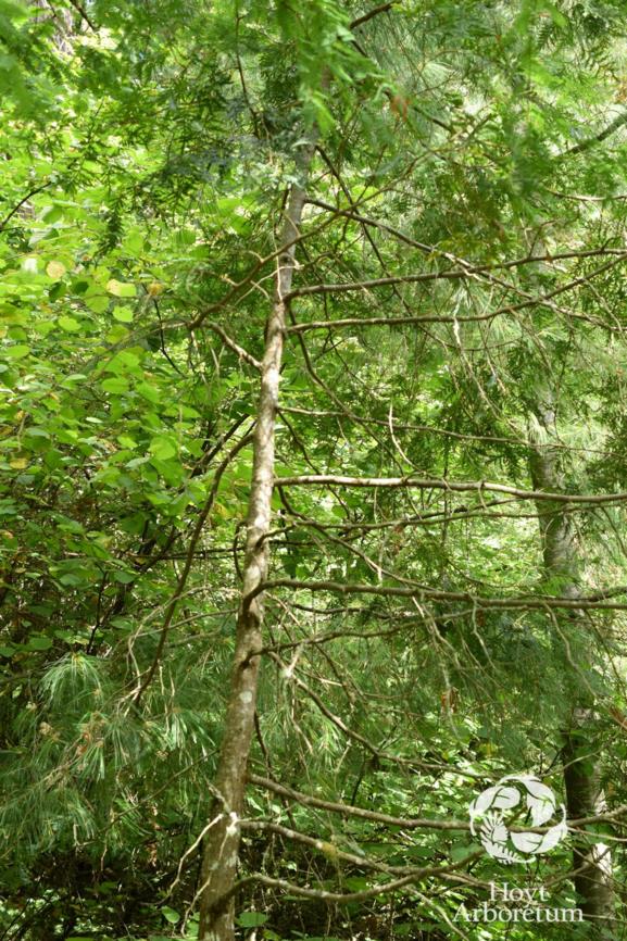 Fokienia hodginsii - Fujian cypress