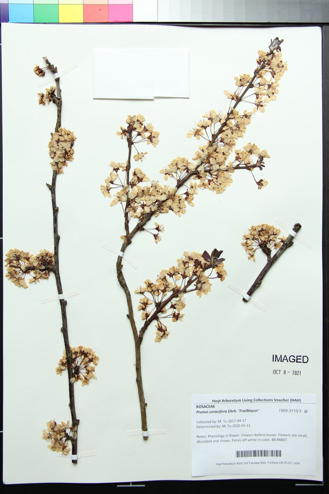 Prunus cerasifera 'Trailblazer'