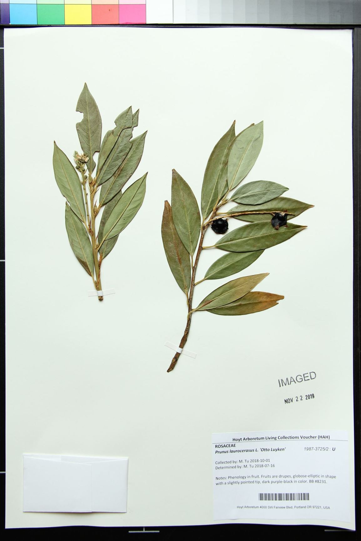 Prunus laurocerasus 'Otto Luyken' - cherry laurel, English laurel
