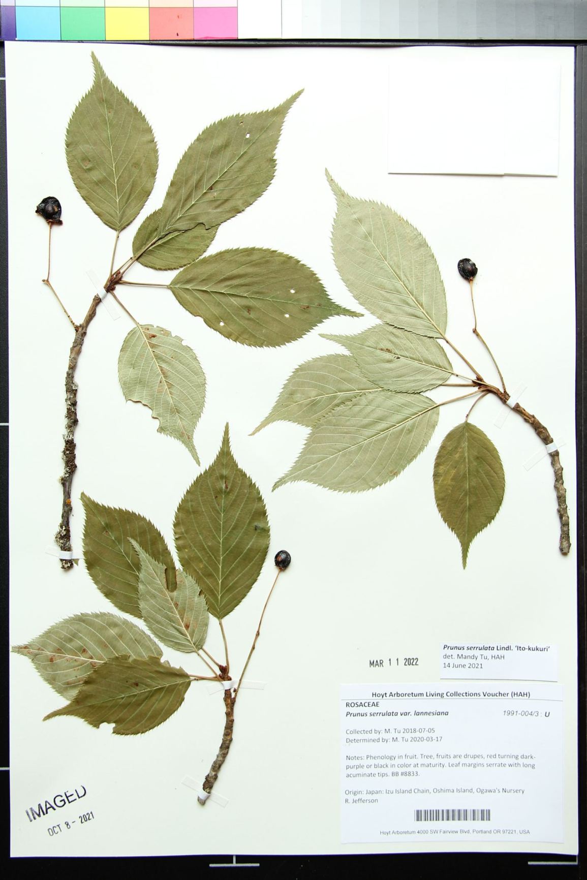 Prunus serrulata 'Ito-kukuri'