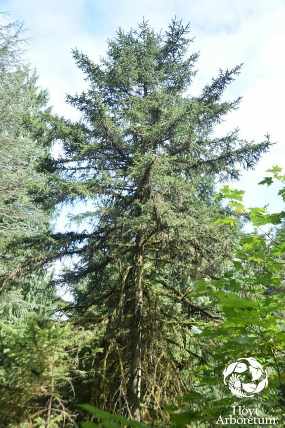 Picea jezoensis - Yezo Spruce