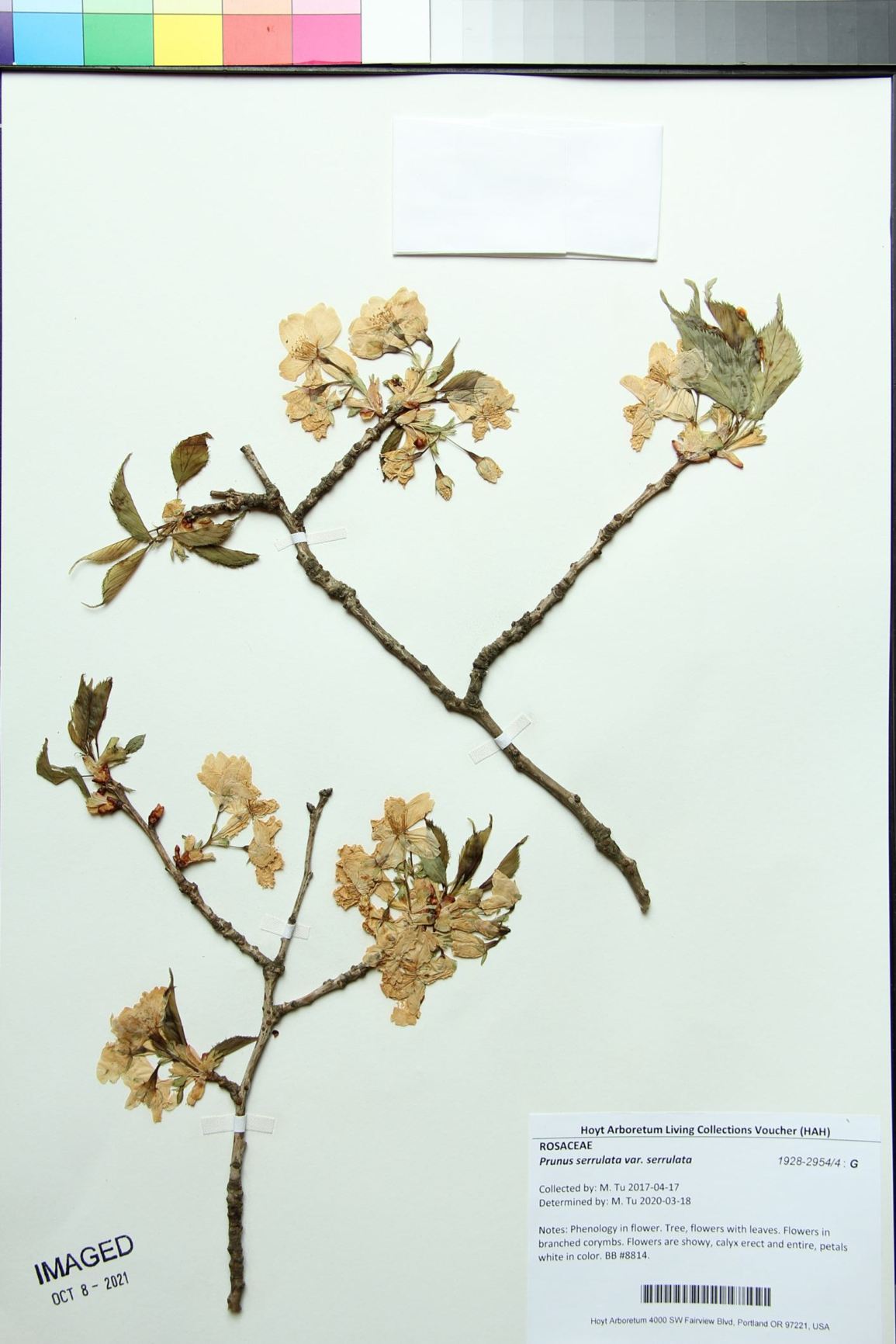 Prunus serrulata var. serrulata - Japanese flowering cherry, oriental cherry