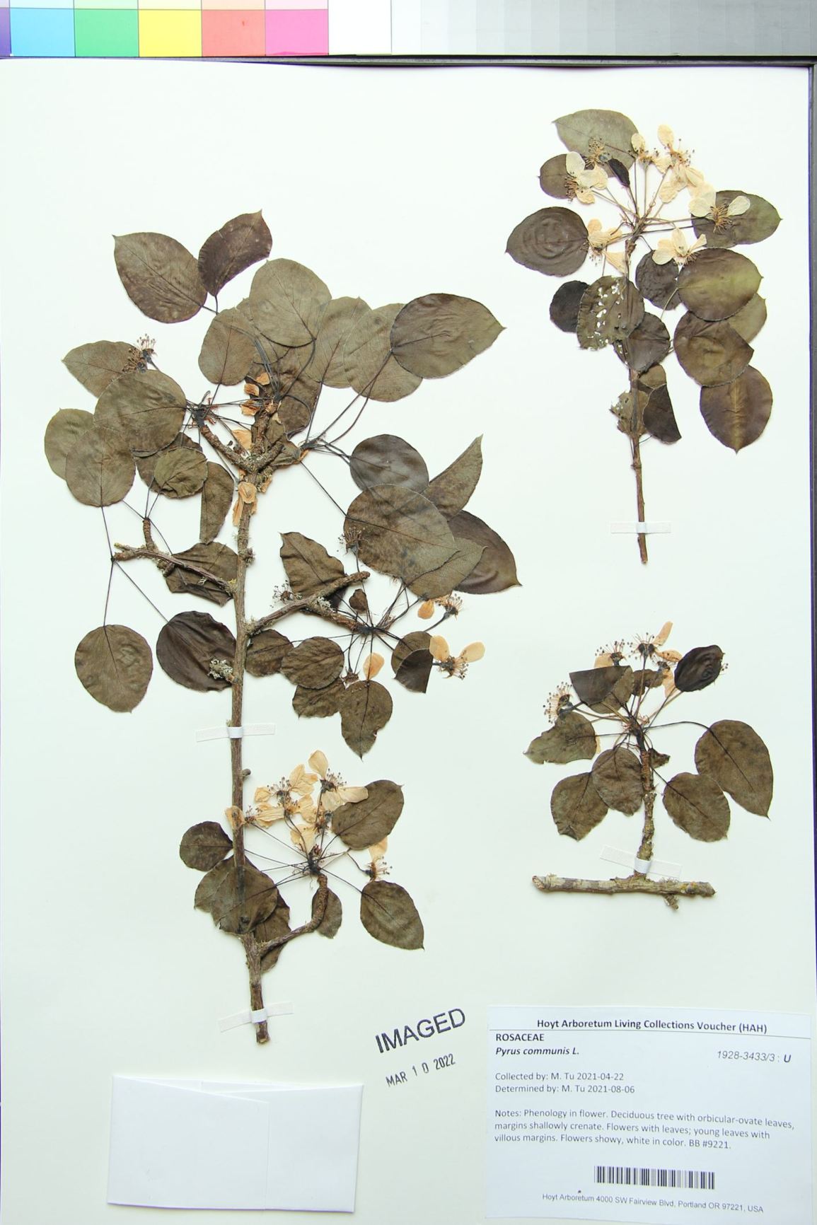 Pyrus communis - pear, common pear