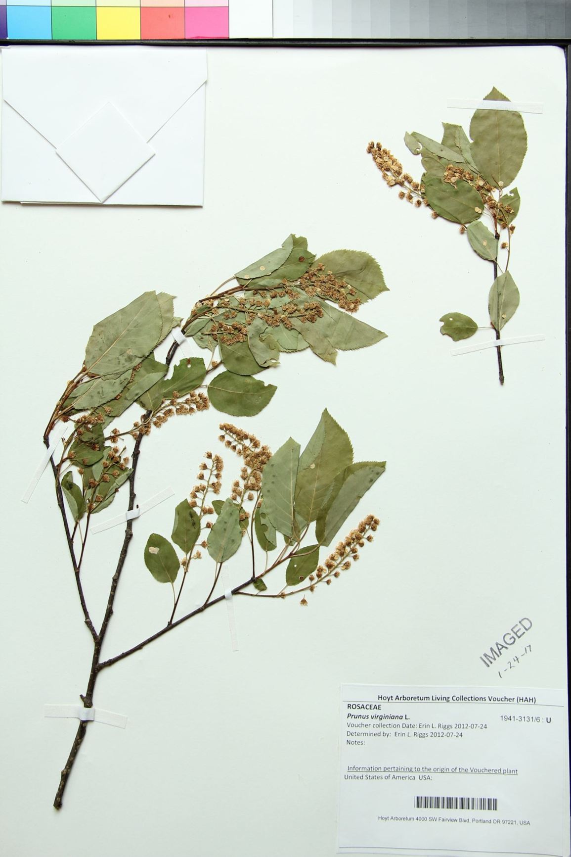 Prunus virginiana - chokecherry, common chokecherry
