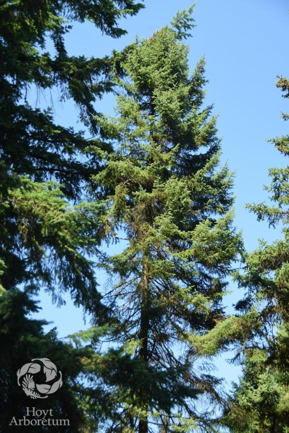 Picea mariana - Black Spruce