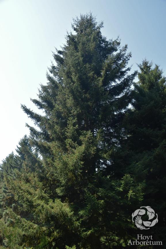 Picea orientalis - Oriental Spruce