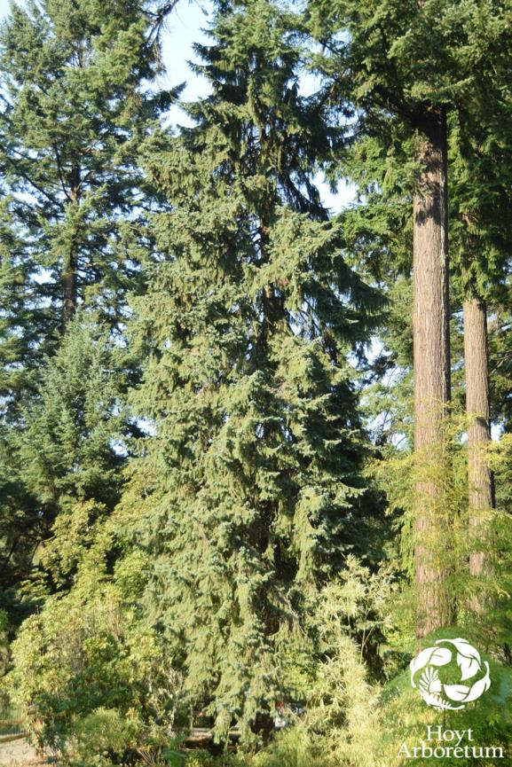 Picea pungens - Colorado Blue Spruce