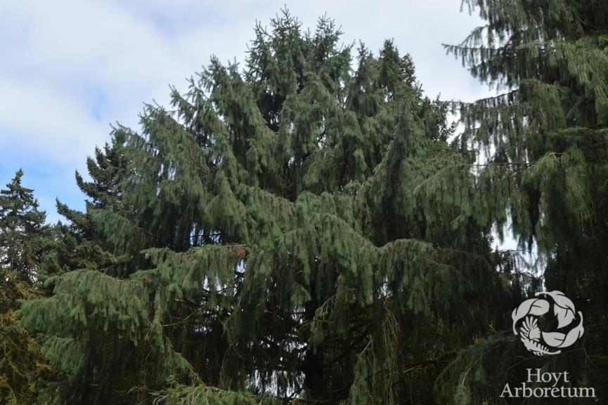 Picea smithiana - Himalayan Spruce