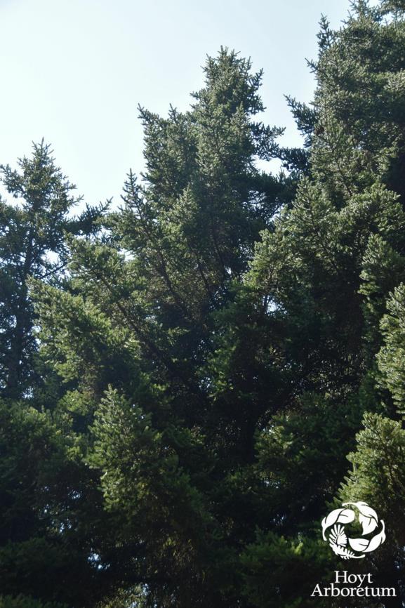 Picea polita - Tiger-tail Spruce