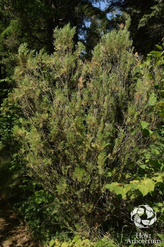 Platycladus orientalis - Oriental Arborvitae