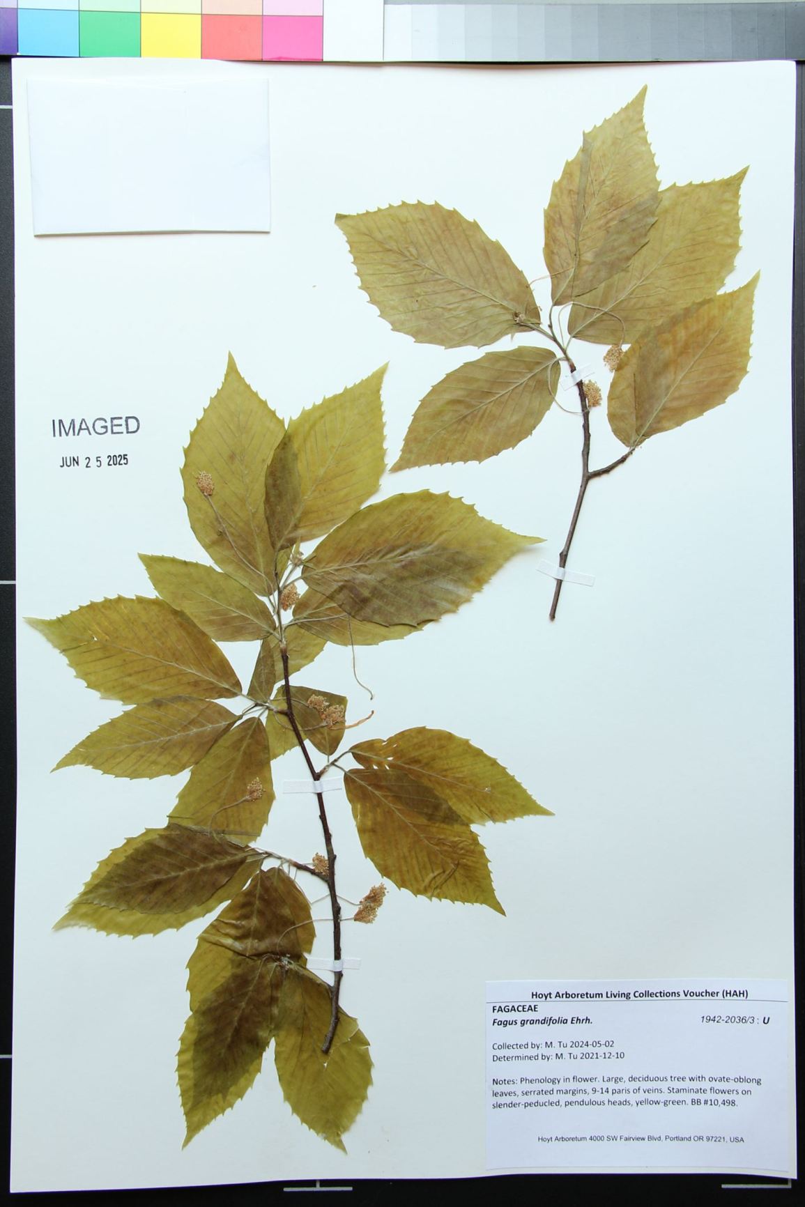 Fagus grandifolia - American beech