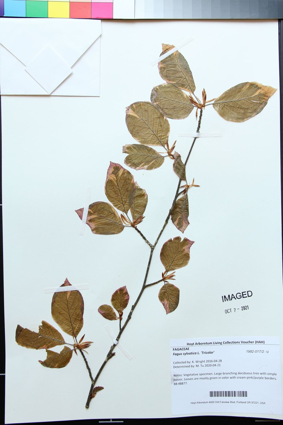 Fagus sylvatica 'Tricolor' - Tricolor European beech