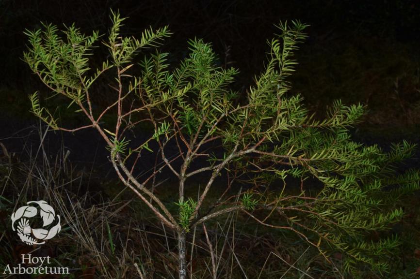 Torreya taxifolia - Stinking Cedar