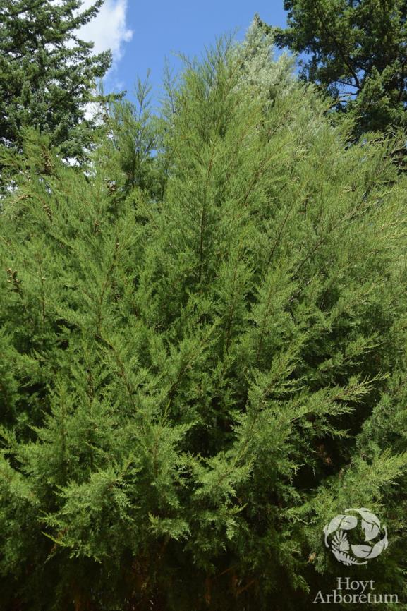 Hesperocyparis abramsiana - Santa Cruz Cypress