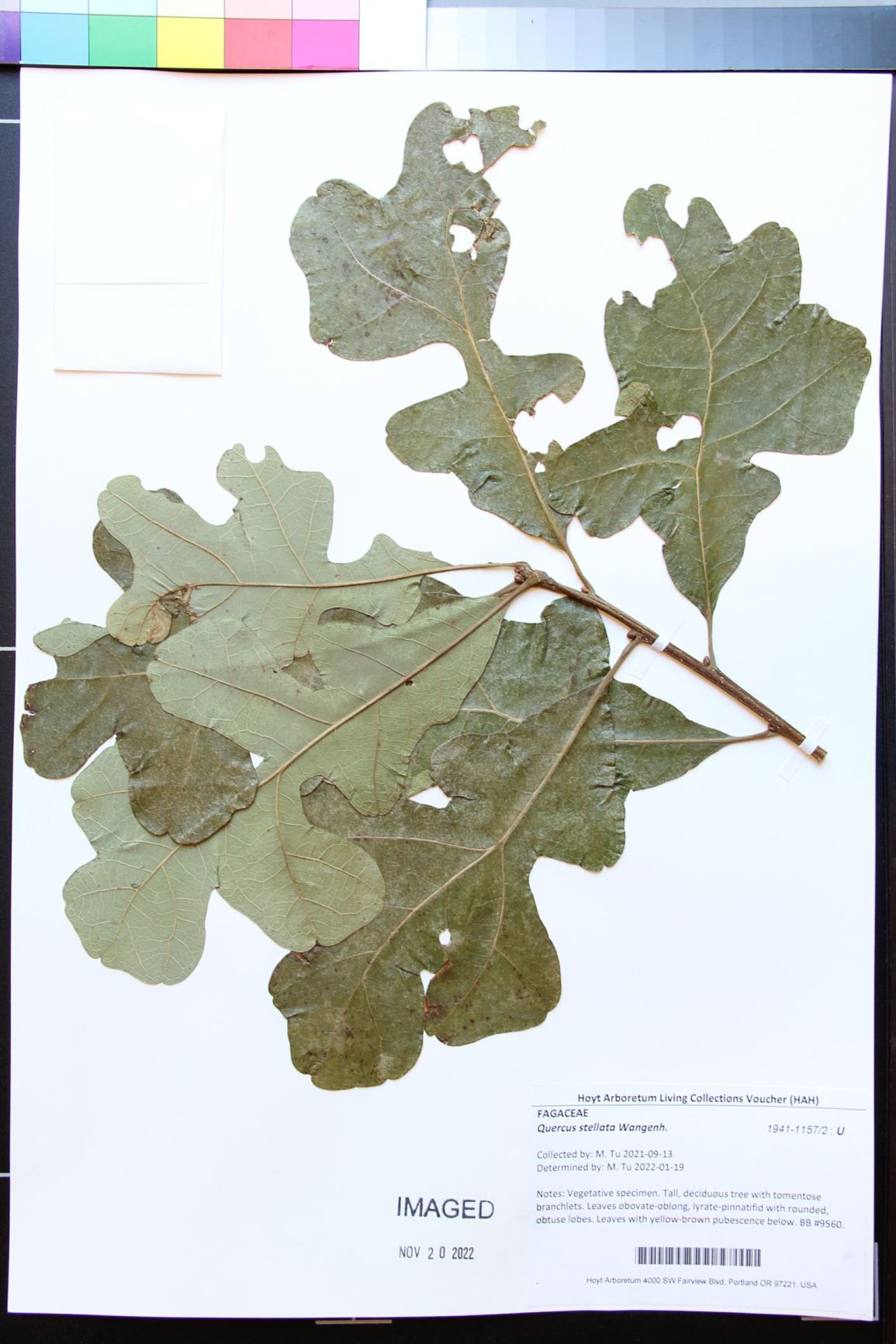 Quercus stellata - Post Oak