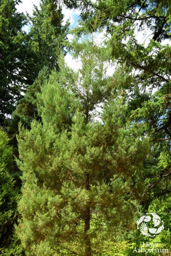 Cupressus duclouxiana - Yunnan Cypress
