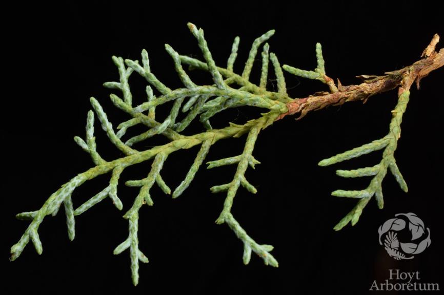 Hesperocyparis glabra - Smooth Arizona Cypress