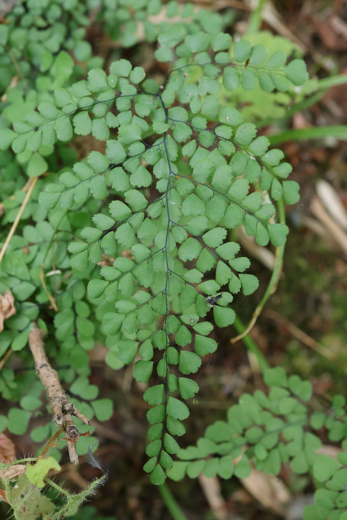 Adiantum venustum