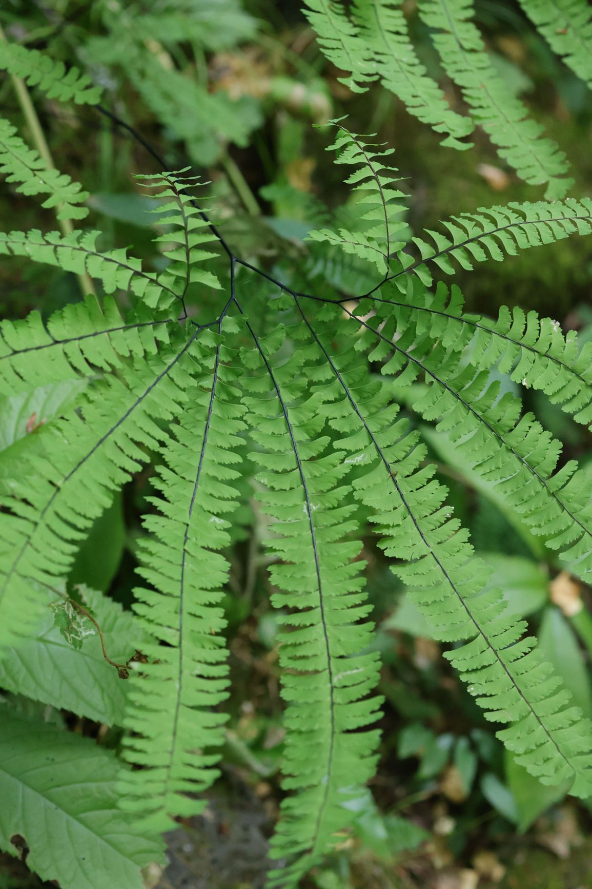 Adiantum aleuticum
