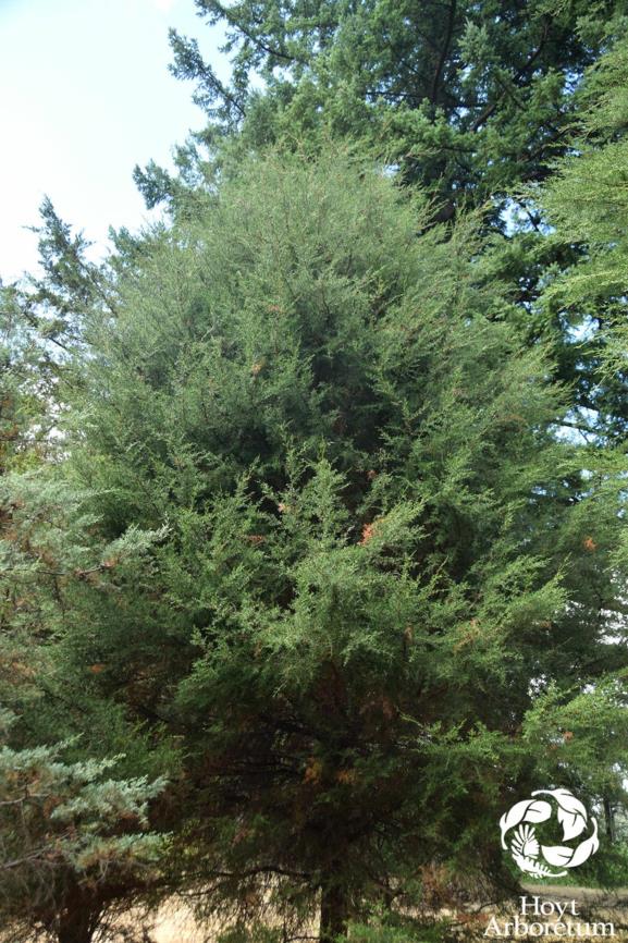 Hesperocyparis pigmaea - Mendocino Cypress