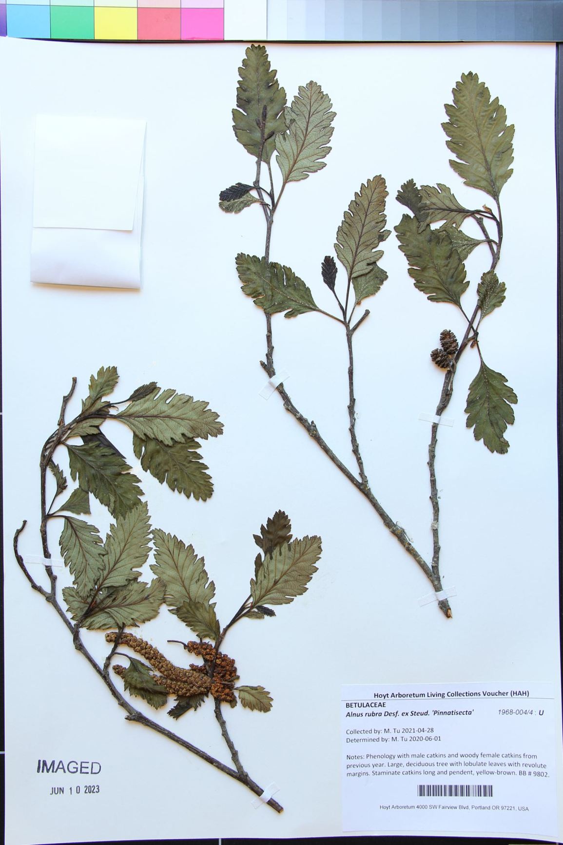 Alnus rubra f. pinnatisecta