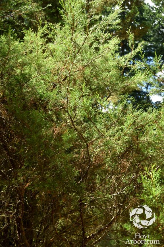 Cupressus guadalupensis subsp. forbesii - Guadalupe Cypress