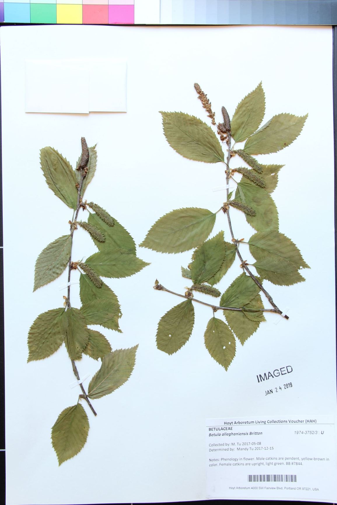 Betula alleghaniensis - yellow birch