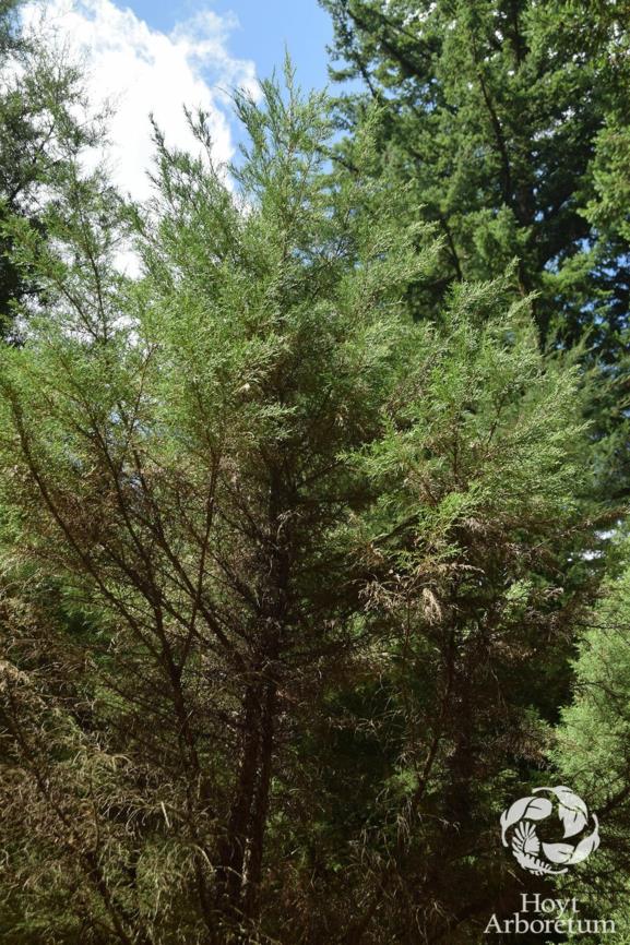 Cupressus macrocarpa - Monterey Cypress