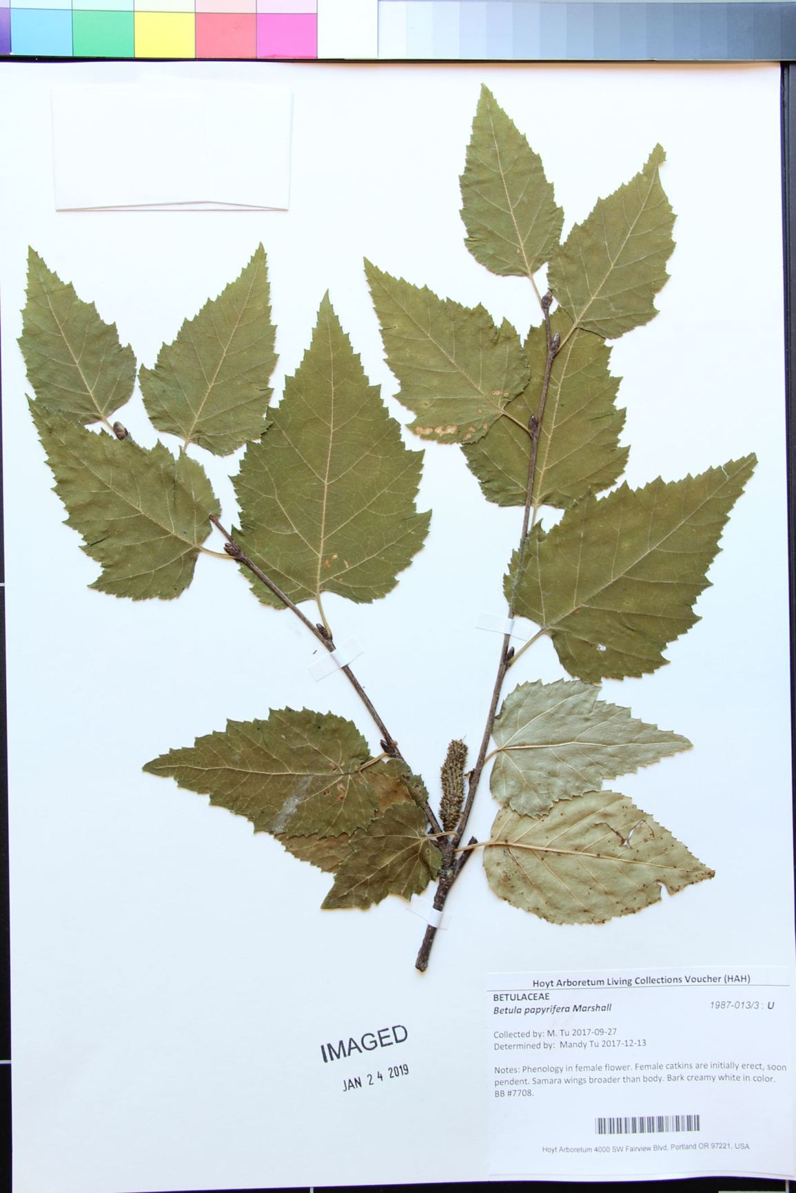 Betula papyrifera - paper birch