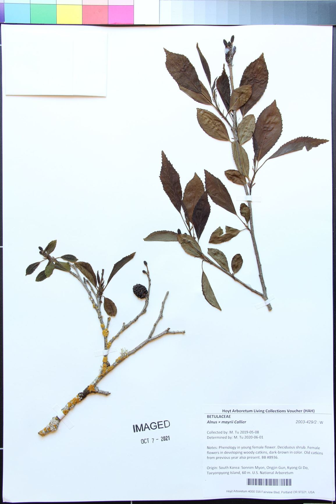 Alnus × mayrii