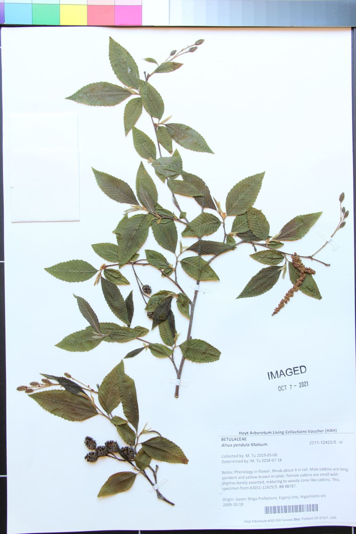 Alnus pendula