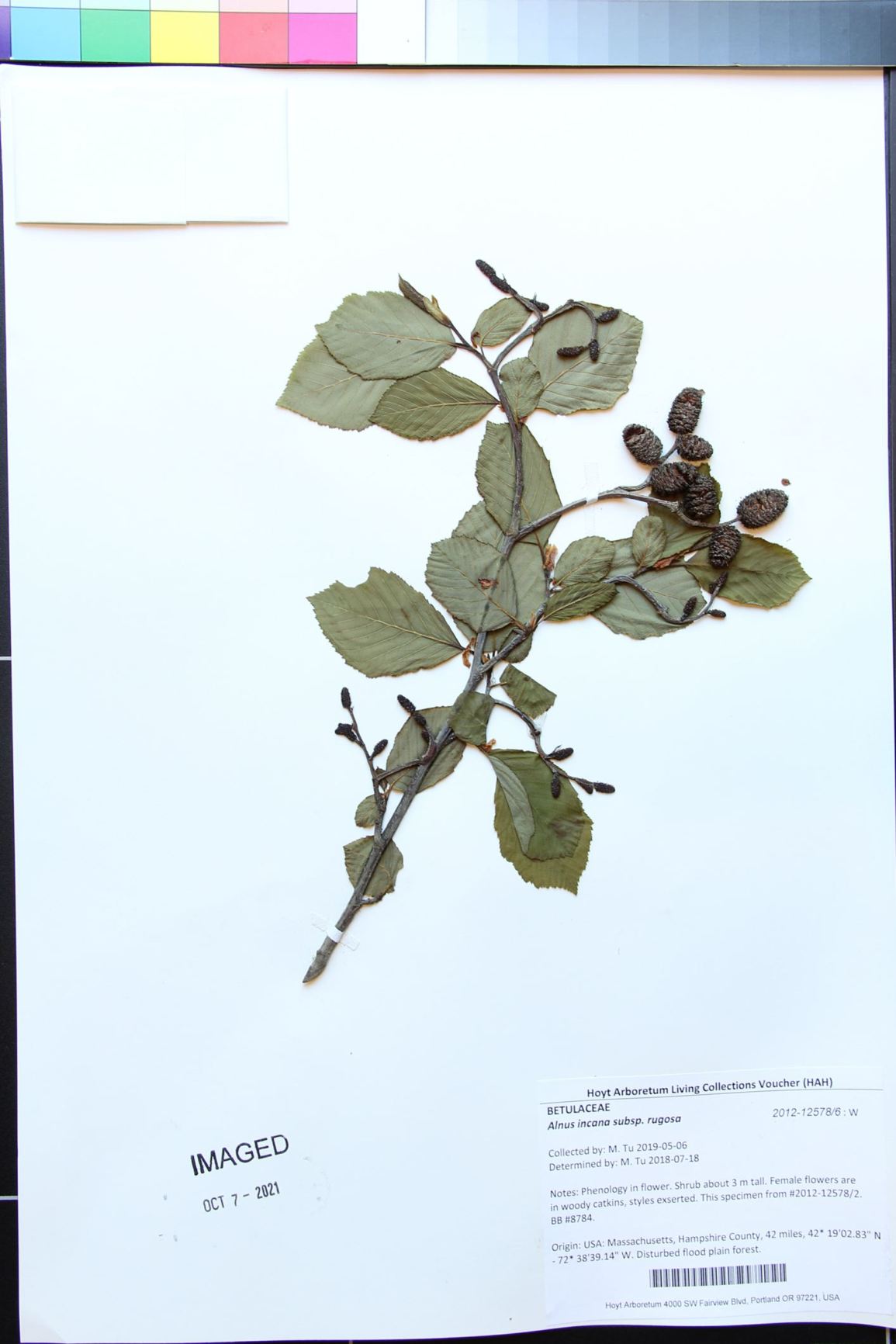 Alnus incana subsp. rugosa