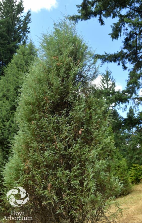 Cupressus torulosa subsp. gigantea - Tsangpo Cypress