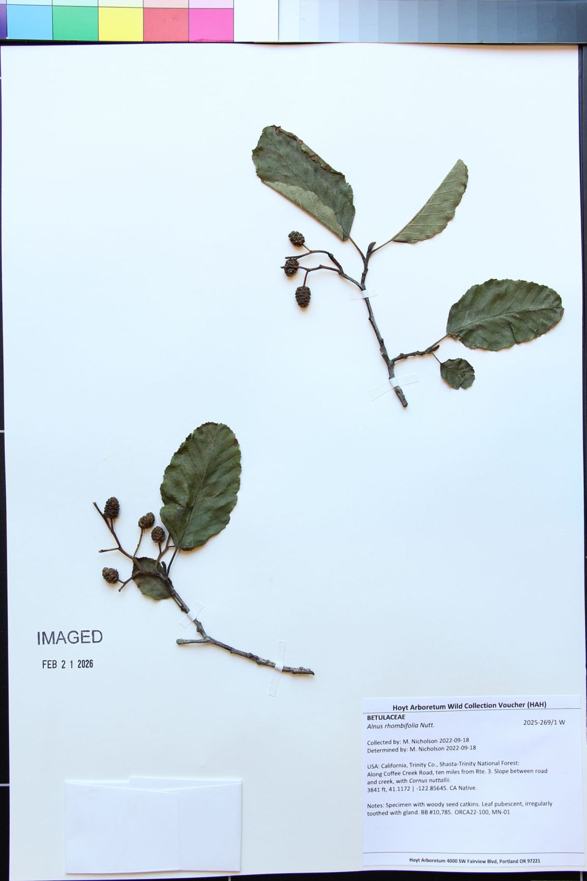 Alnus rhombifolia
