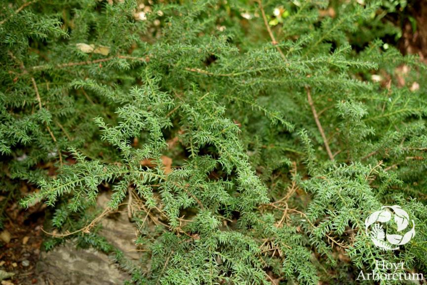 Podocarpus alpinus - Tasmanian Podocarp