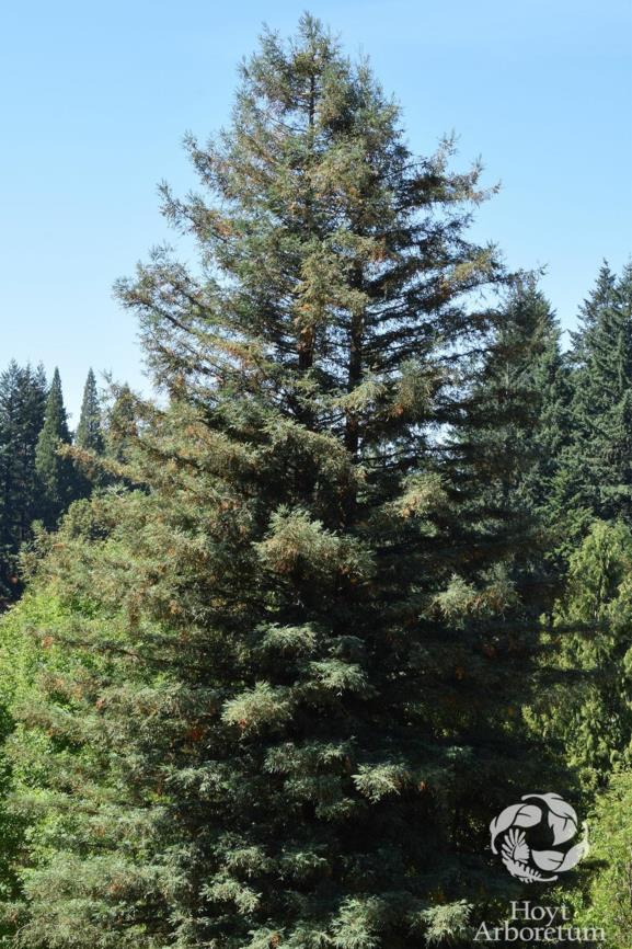 Sequoia sempervirens - coast redwood